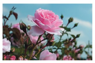 Bulgarian Rose Moisture Emulsion - Nature Republic